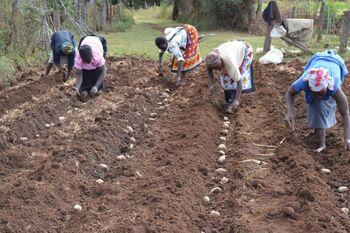 giz-2023-image-kartoffeln-pflanzen