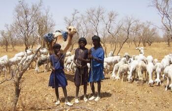 Three young men tend to livestock on pasture in the Sahel region.