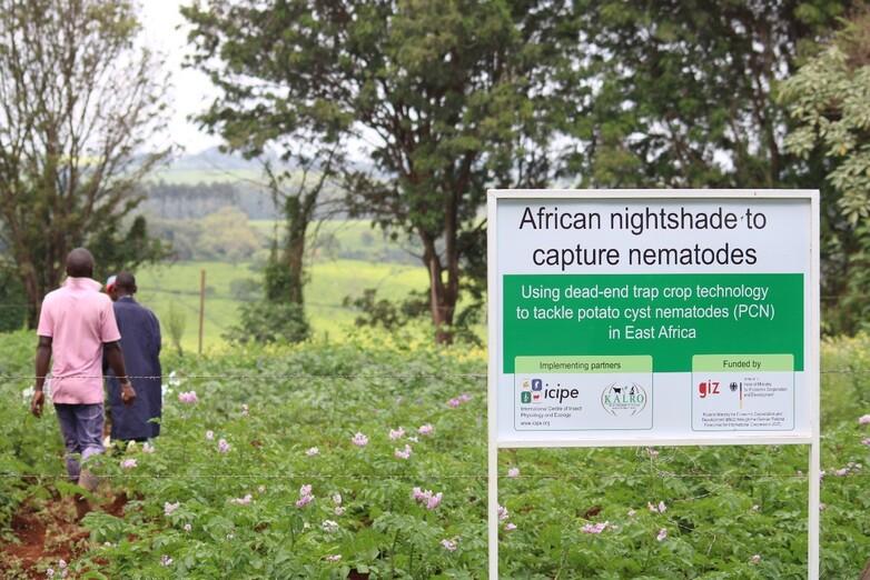 GIZ2019_African Nightshade to Capture Nematodes_3