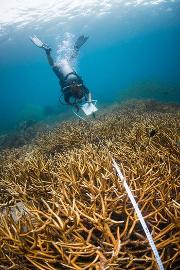 Foto: getty images/Sirachai Arunrugstichai