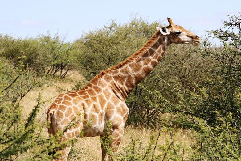 GIZ2019_Giraffe_BMCC