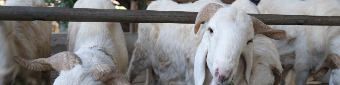 Ziegen fressen Gras in einem Gehege.