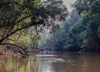Ein brauner Fluss fließt durch einen Urwald.