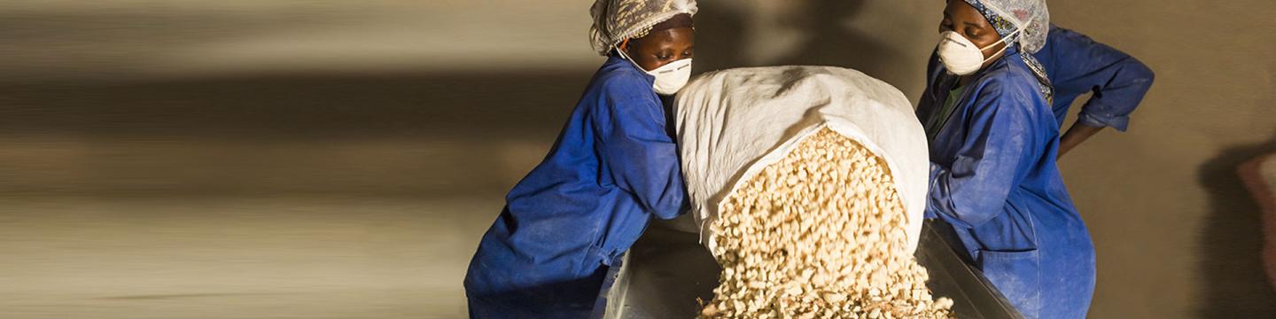 Zwei Frauen schütten einen Sack Baobab-Früchte auf ein Laufband.