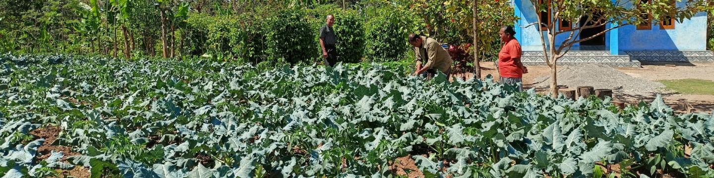 Bemühen um landwirtschaftliche Entwicklung: Bauern bewirtschaften ein Brokkolifeld in der Nähe eines von Bäumen und Sträuchern umgebenen blauen Landhauses.