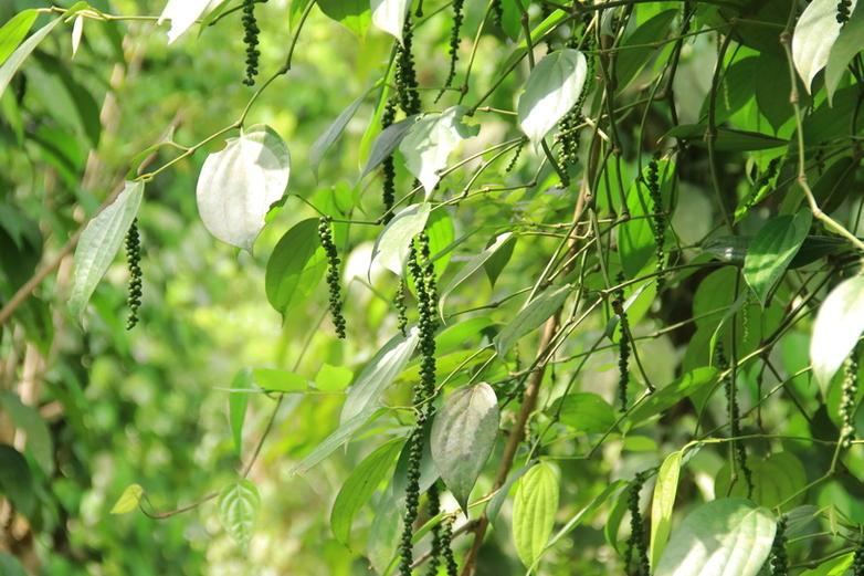 Eine Pflanze mit grünen Blättern und weißen Blüten.