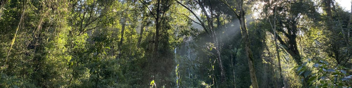 Waldgebiet des Atlantischen Waldes in der Provinz Misiones, Argentinien.