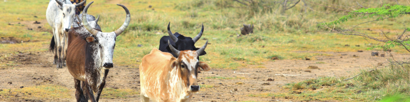 Rinder laufen auf einer Weide in Äthiopien, im Hintergrund steht eine Landwirtin.