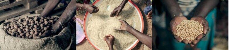Trois photos d’amandes de karité, de riz et de soja. © GIZ / Ollivier Girard