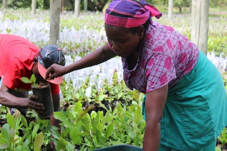 Cashewbauer/-bäuerin bei der Pflege polyklonaler Cashewsetzlingen in einer Baumschule der Provinz Nampula. Copyright: GIZ