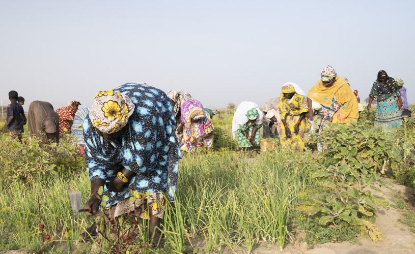 A group of people working in a field.