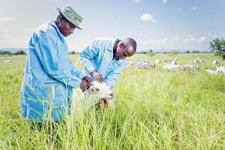 Two men examine a Galla goat.