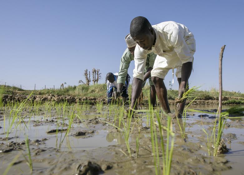 Arbeitende im Agrarbereich auf dem Feld © GIZ/ Thomas Imo/photothek.net; ti