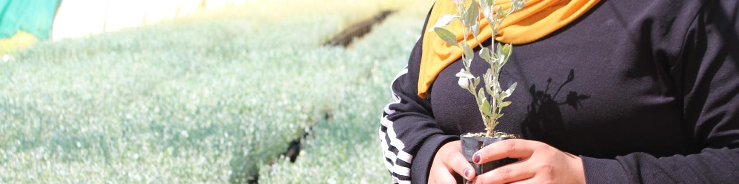 Eine Person hält einen Setzling in der Hand und steht in einem Gewächshaus.