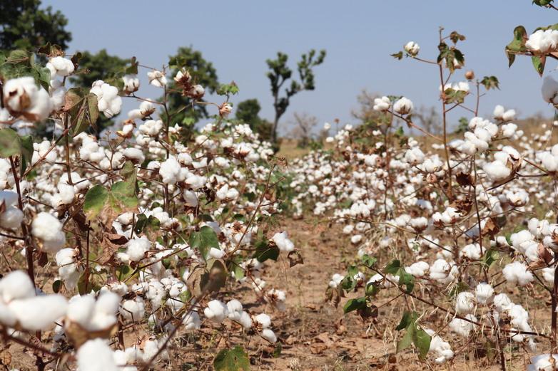gizImage-Kamerun-Baumwollwirtschaft-2