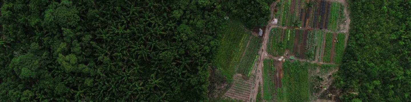 Luftaufnahme eines ländlichen Gebiets im Amazonas-Regenwald im Bundesstaat Rondônia, Brasilien.