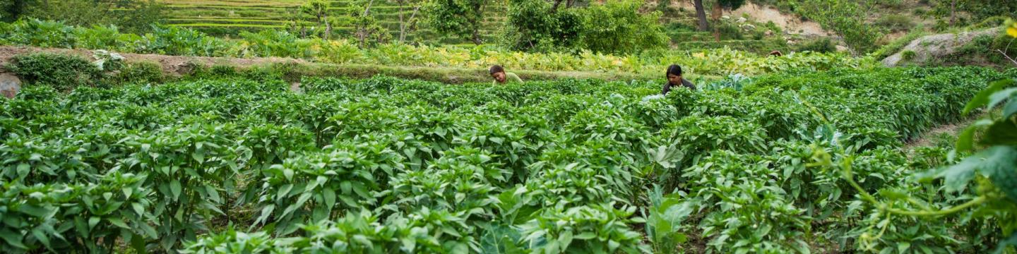 Frauen arbeiten auf einem Feld.