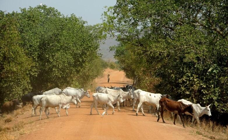 Cattle cross a dusty and unpaved country road.