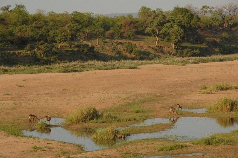 Antelopes drinking at a small waterhole in an arid landscape.