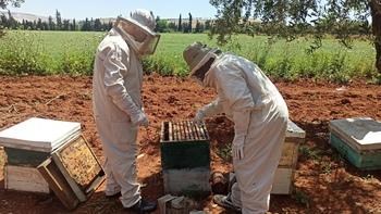 Two beekeepers in white suits and protective equipment inspect an outdoor beehive.