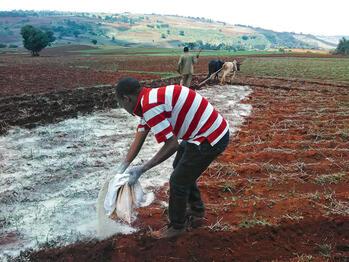 Farmers applying lime in a field in the Ethiopian Highlands.