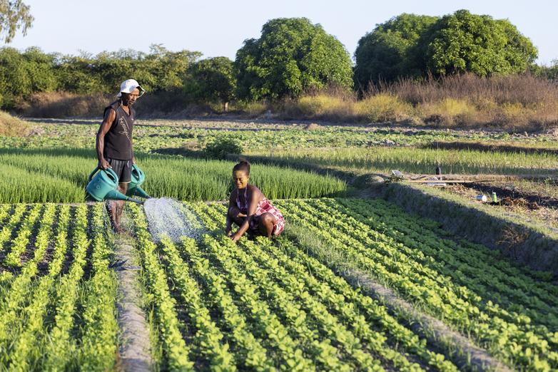 A woman and a man working in a field in Madagascar.