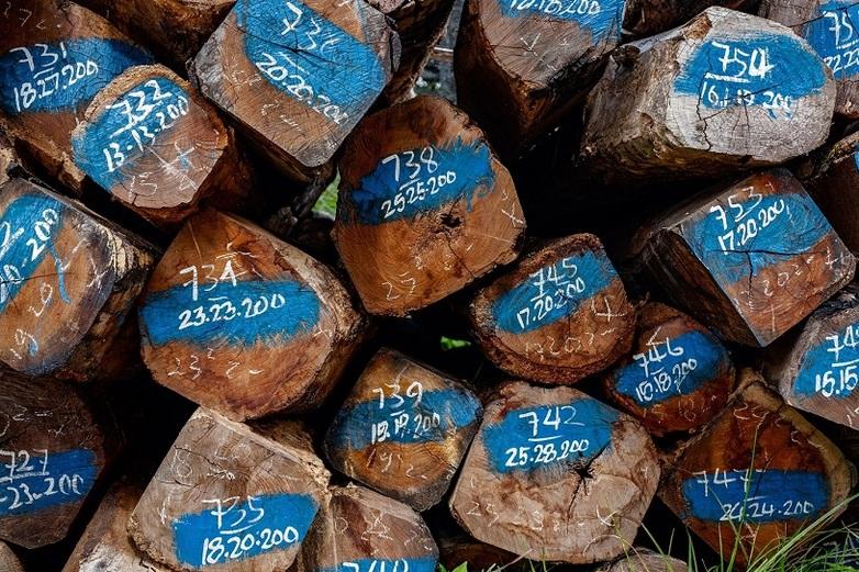 Stacked tree trunks are marked for a wood tracking system in Laos / Copyright: GIZ / Baart Verweij