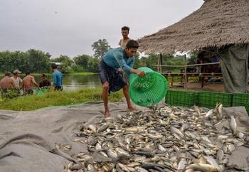 A fisherman in Myanmar is piling up freshly caught fish on the riverbank while others work in the background.