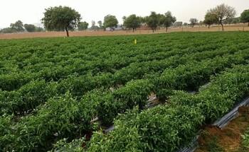 Neat rows of lush vegetable plants in a field with a backdrop of trees under a cloudy sky, located in Karnal, Haryana, India.