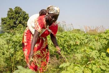 A woman with a baby works in a field.