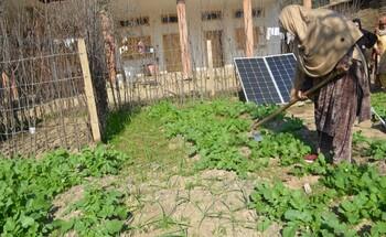 A woman farmer is working in a field.