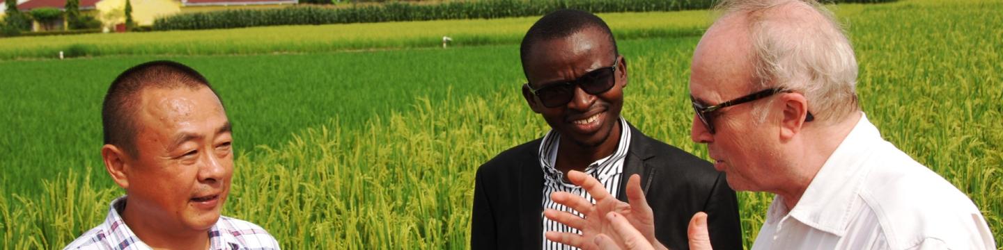 Drei Männer aus Deutschland, China und Nigeria unterhalten sich bei einem Reisfeld.