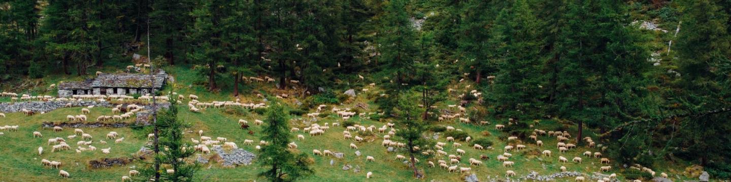 Eine grüne Landschaft mit vielen Schafen.