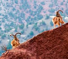 Morocco. Morocco is home to a rich range of biodiversity, ecosystems, species and genetic resources. © GIZ