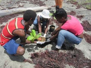 Grenada. Mangrove afforestation to protect the people against natural disasters. © GIZ