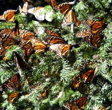 Mexiko. Monarchfalter  © GIZ