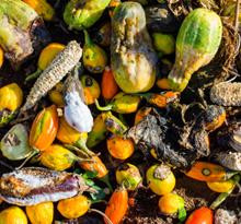 Mexiko. Städtische organische Abfälle. © GIZ