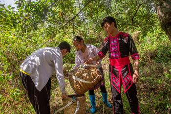 Tram Tau Protection Forest - selected