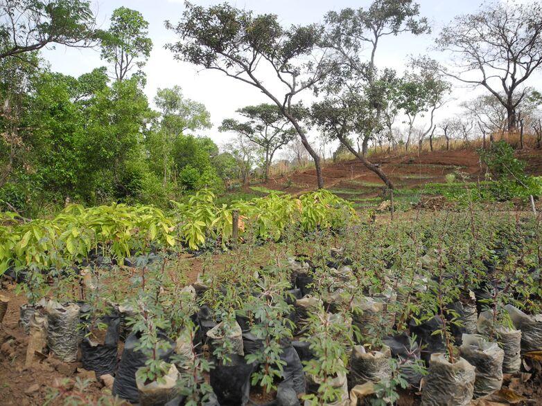 Tree nursery and kitchen garden in Adamaoua – Cameroon / Copyright: GIZ / Susanne Wallenöffer