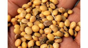 Indien. Zerstörte Maisernte © GIZ