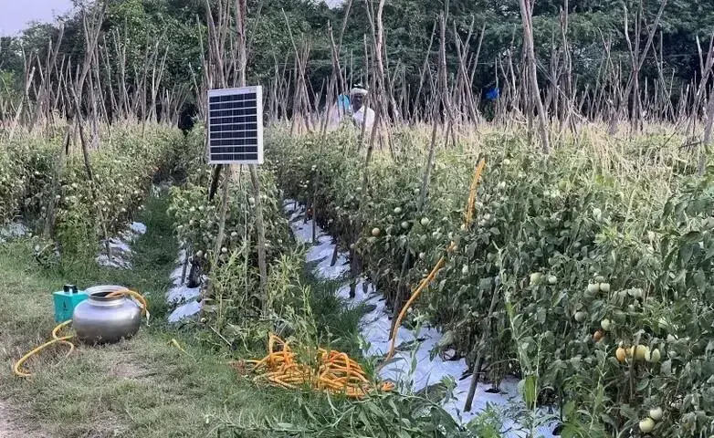 Solarpanele installiert auf einem Tomatenfeld.