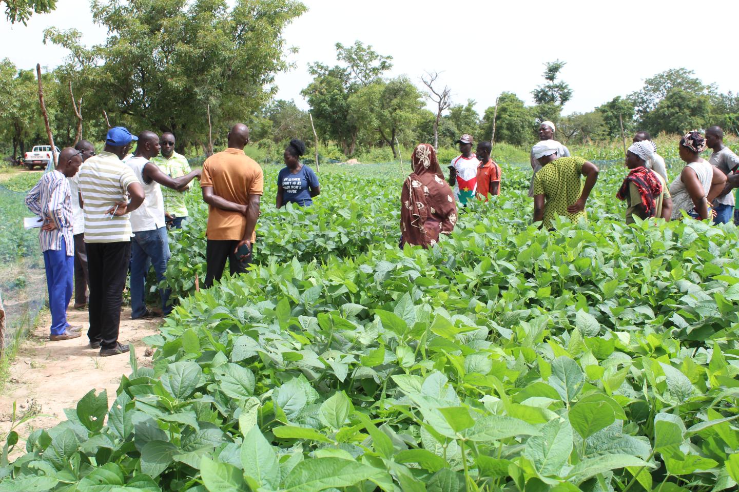 Guided tour of soybean experimental plots.