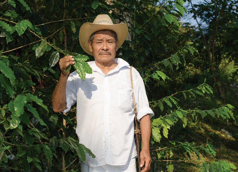 A farmer standing next to coffee plants.