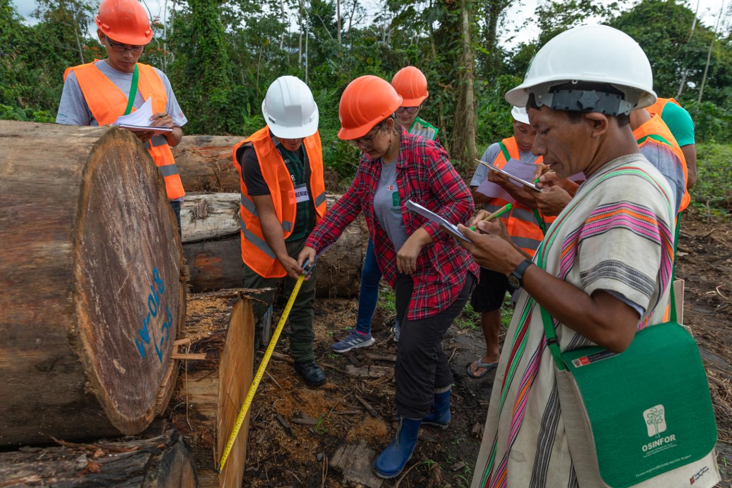 A group of people stand around several trees and measure their circumference.
