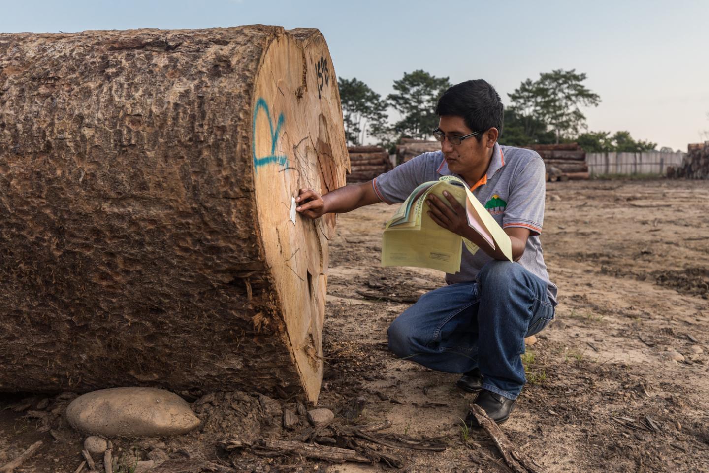 Ein Mann überprüft an einem Baumstamm einen Hinweis, der die Herkunft des Holzes zeigt.
