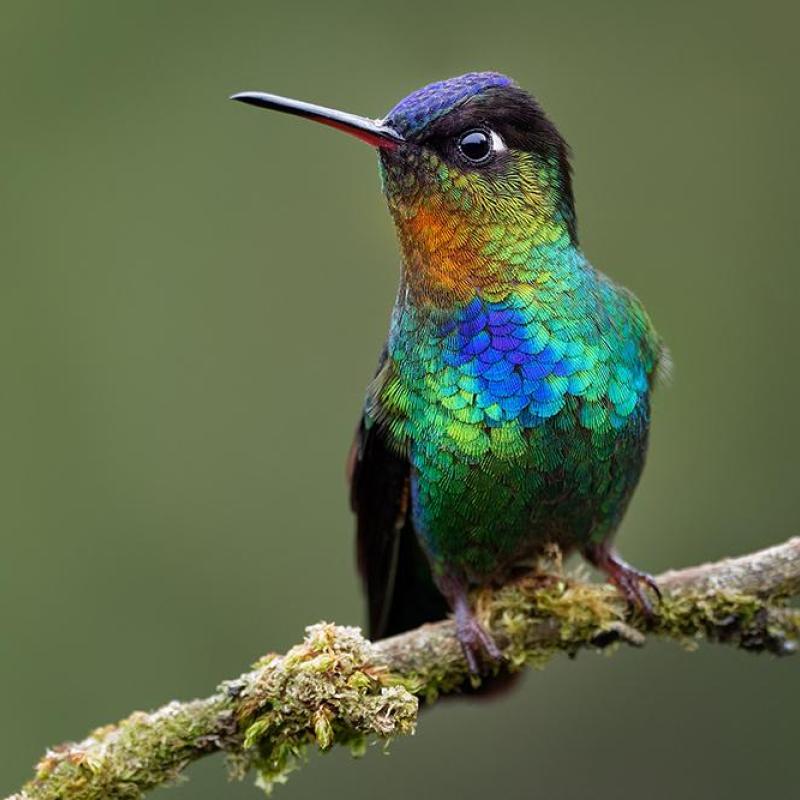 Fiery-throated Hummingbird