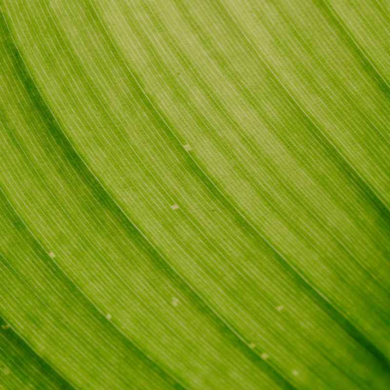 Nahaufnahme eines grünen Blatts.