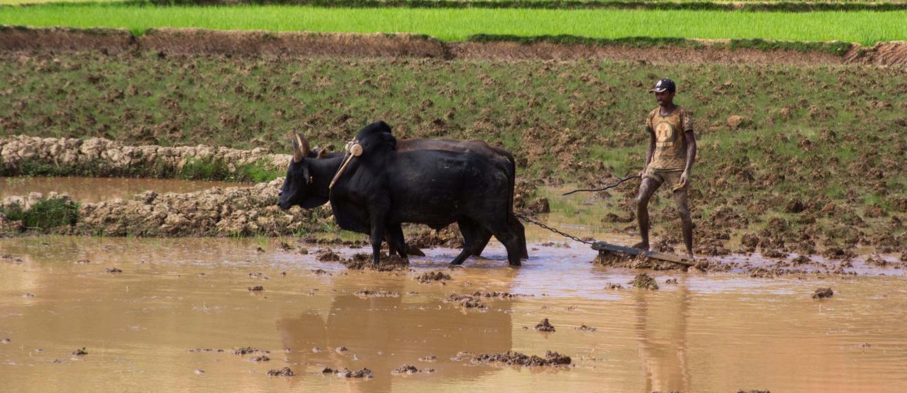 The ox plough is the most advanced agricultural tool in Madagascar.