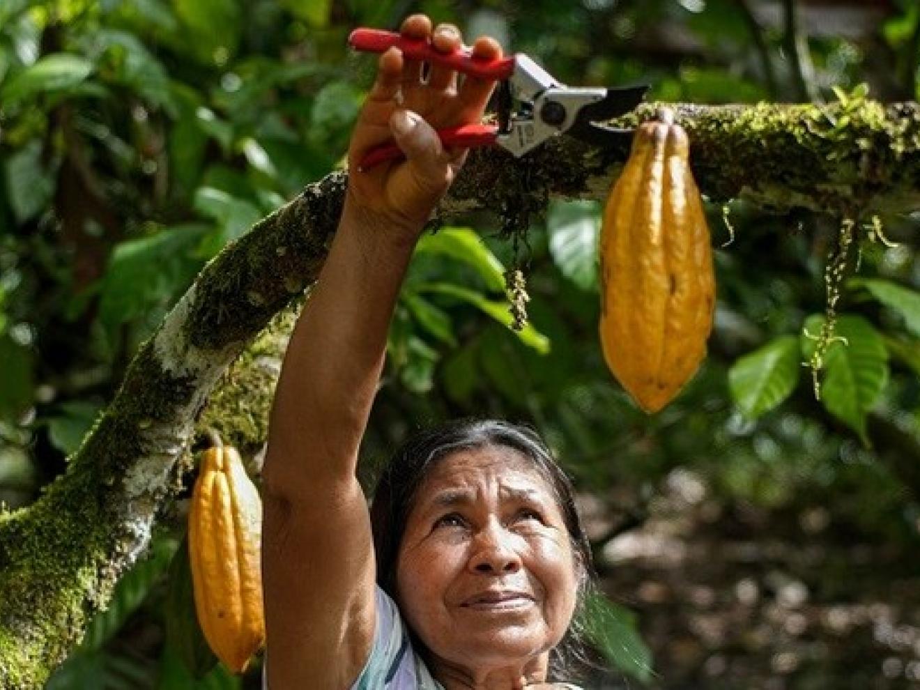 Eine Frau pflückt Kakaobohnen.