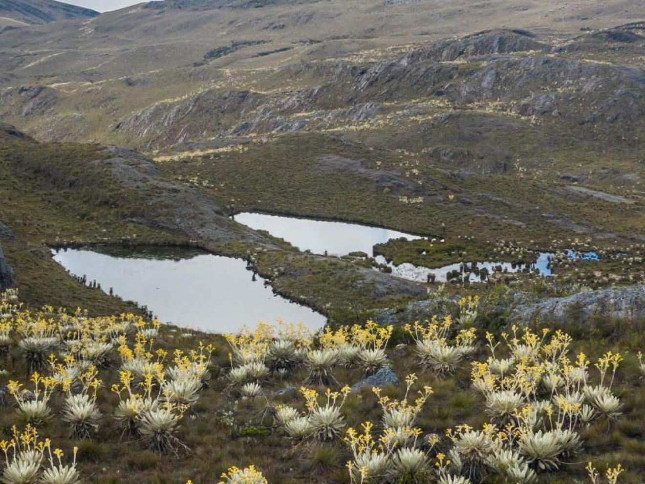 Eine bergige Landschaft mit felsigem Gelände, gelblicher Vegetation und kleinen Seen, die den bewölkten Himmel widerspiegeln.
